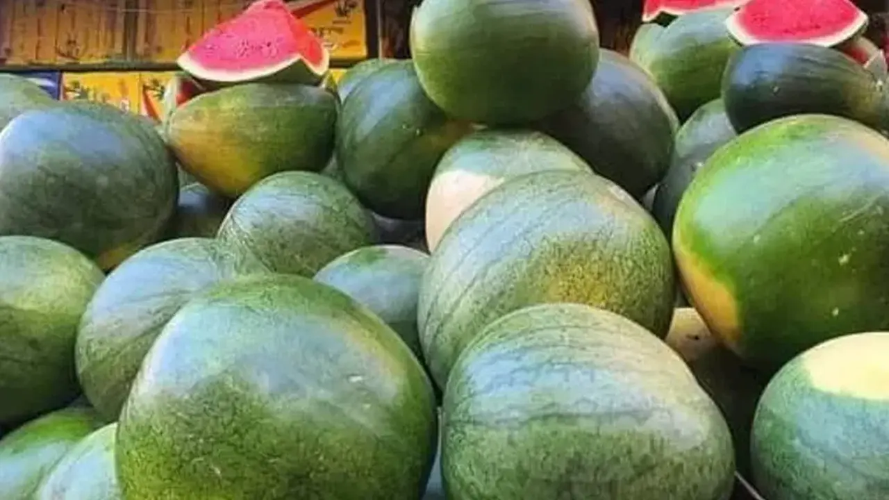 شعبة الخضروات تكشف أسباب ارتفاع أسعار البطيخ إلى 250 جنيها في الأسواق